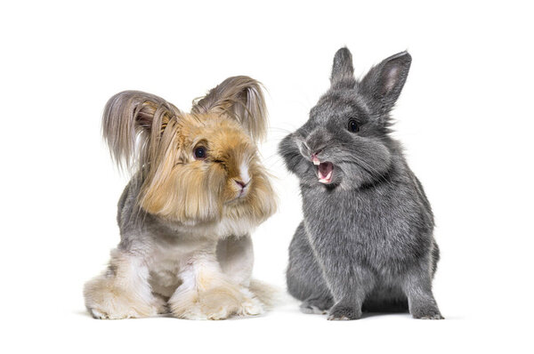 Два кролика вместе, один ухоженный, а другой смеется