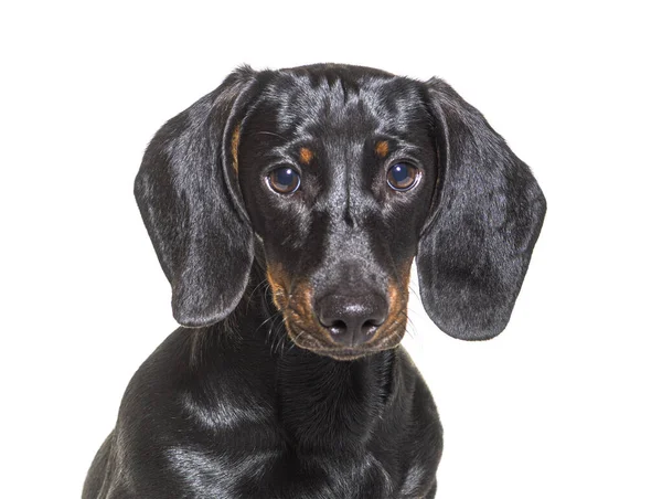 Tiro Cabeza Perro Salchicha Sentado Frente Fondo Blanco — Foto de Stock