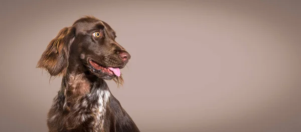 茶色の背景 バナーに対する幸せな着陸犬 — ストック写真