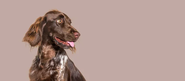 Joyeux Chien Munsterlander Sur Fond Blanc Bannière — Photo