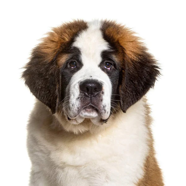 Portrait Tête Chiot Bernard Trois Mois Assis Devant Caméra Isolé — Photo