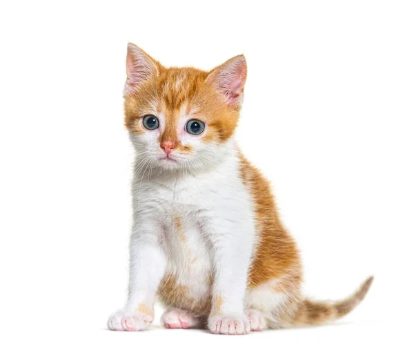 Kitten Gemengde Ras Kat Gember Wit Geïsoleerd Wit — Stockfoto