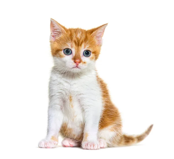 Kitten Gemengde Ras Kat Gember Wit Geïsoleerd Wit — Stockfoto