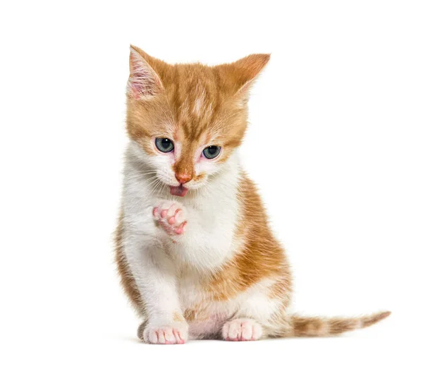 Kitten Crossbreed Cat Cleanning Itself Isolated White — Stock Photo, Image
