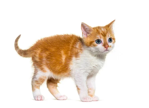 Kattunge Blandad Ras Katt Ingefära Och Vit Isolerad Vitt — Stockfoto