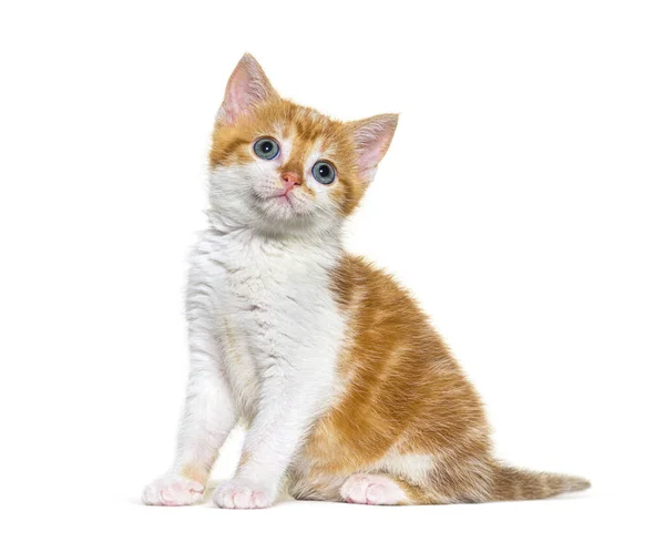 子猫の混合品種の猫の生姜と白の座って 白に隔離された — ストック写真