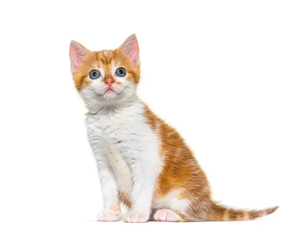 子猫の混合品種の猫の生姜と白の座って上を見上げ 白に隔離 — ストック写真