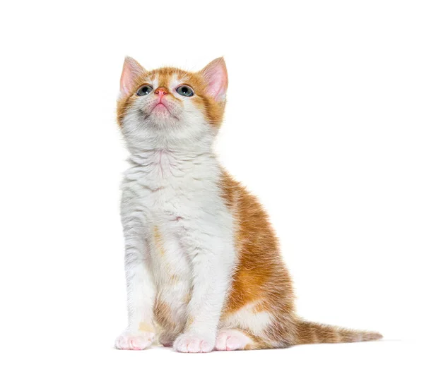 Opzoek Omhoog Kitten Mixed Breed Kat Gember Wit Geïsoleerd Wit — Stockfoto