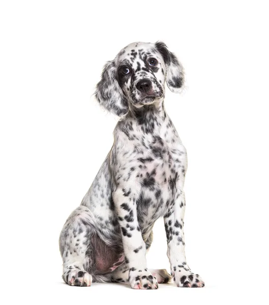 Zittende Puppy Engelse Setter Gespot Zwart Wit Twee Maanden Oud — Stockfoto