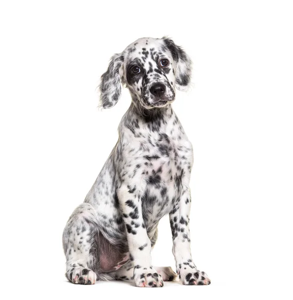 Sitting Puppy English Setter Spotted Black White Two Months Old — Stock Photo, Image