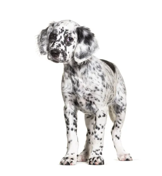 Standing Puppy Angielski Setter Dog Spotted Czarno Biały Dwa Miesiące — Zdjęcie stockowe