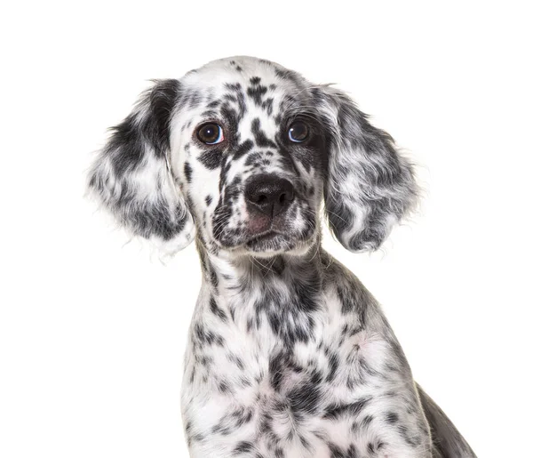 Cabeça Tiro Retrato Cachorrinho Inglês Cão Setter Manchado Preto Branco — Fotografia de Stock