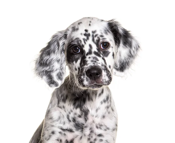 Head Shot Portrait Puppy English Setter Dog Spotted Black White — Stock Photo, Image