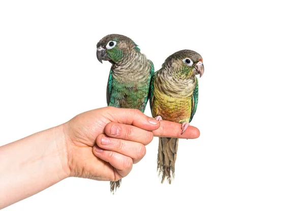 Two Green Conure Birds Hold Human Hand Isolated — Stock Photo, Image