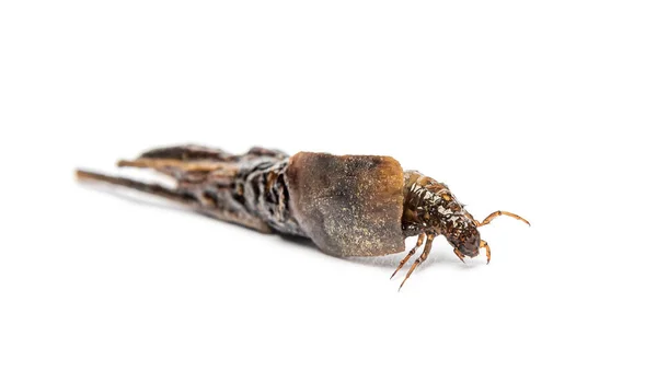 Larva Caddisfly Especie Phryganea Estuches Conchas Protectoras Hecha Trozos Plantas — Foto de Stock