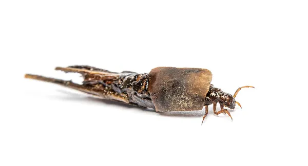 Larwa Caddisfly Phryganea Specie Obudowie Ochronnej Lub Skorupie Wykonana Kawałków — Zdjęcie stockowe