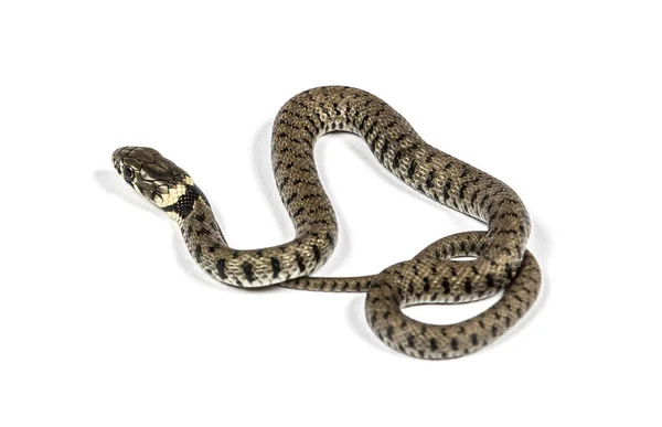 Serpiente Hierba Natrix Natrix Aislada Blanco — Foto de Stock