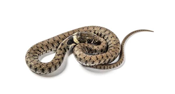 Serpiente Hierba Natrix Natrix Aislada Blanco — Foto de Stock