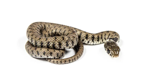 Serpiente Hierba Natrix Natrix Aislada Blanco —  Fotos de Stock