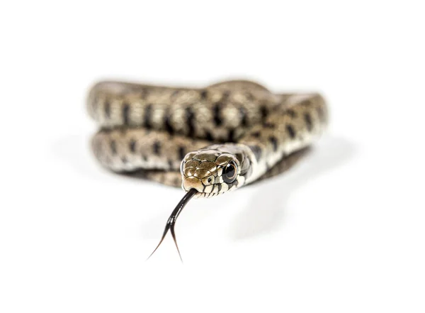 Grama Cobra Sniffing Língua Para Fora Natrix Natrix Isolado Branco — Fotografia de Stock