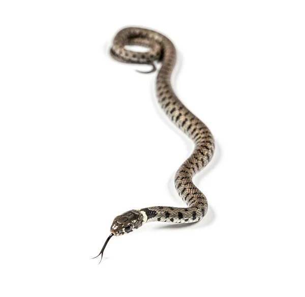 Serpiente Hierba Natrix Natrix Aislada Blanco —  Fotos de Stock