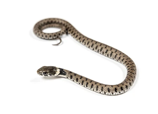 Serpiente Hierba Gateando Natrix Natrix Aislado Blanco —  Fotos de Stock