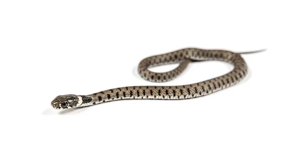 Serpiente Hierba Natrix Natrix Aislada Blanco — Foto de Stock