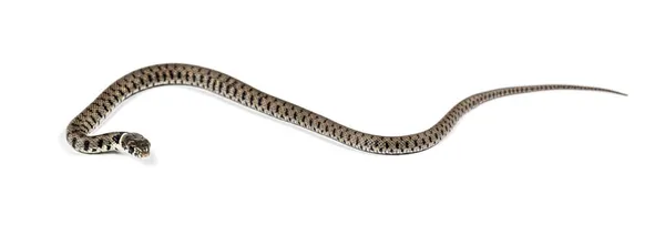 Serpiente Hierba Natrix Natrix Aislada Blanco — Foto de Stock