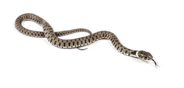 草蛇嗅出舌头 Natrix Natrix 与白色隔离 — 图库照片