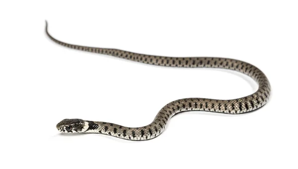 Wąż Trawiasty Natrix Natrix Izolowany Białym — Zdjęcie stockowe