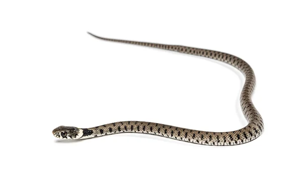 Serpiente Hierba Natrix Natrix Aislada Blanco — Foto de Stock