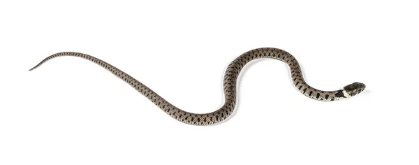 Grass Snake Natrix Natrix Απομονωμένο Λευκό — Φωτογραφία Αρχείου