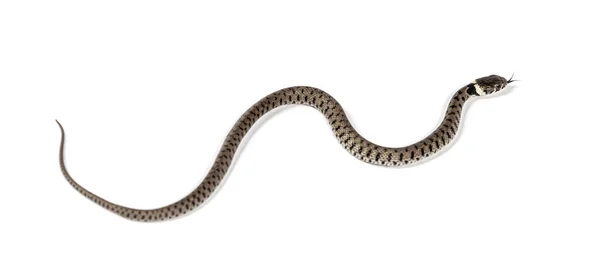 Serpiente Hierba Natrix Natrix Aislada Blanco — Foto de Stock