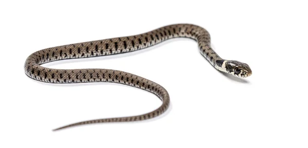 Grass Snake Natrix Natrix Απομονωμένο Λευκό — Φωτογραφία Αρχείου