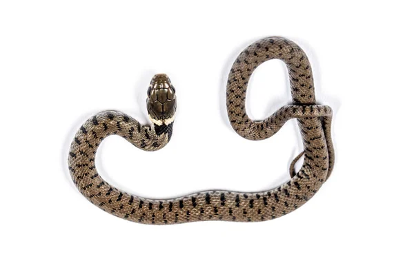 Wąż Trawiasty Natrix Natrix Izolowany Białym — Zdjęcie stockowe