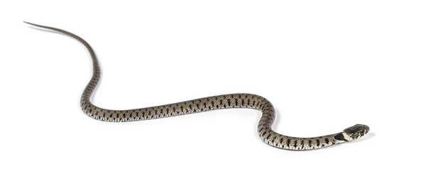 Grass Snake Natrix Natrix Isolated White — Stock Photo, Image