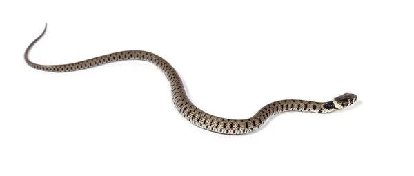 Serpiente Hierba Natrix Natrix Aislada Blanco — Foto de Stock