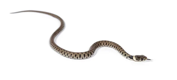 Serpente Grama Natrix Natrix Isolado Branco — Fotografia de Stock
