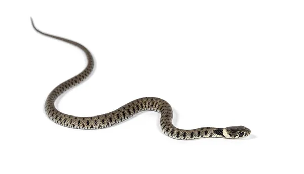 Serpente Erba Natrix Natrix Isolato Bianco — Foto Stock