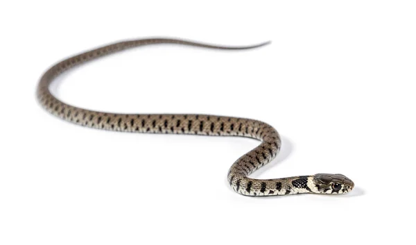 Serpente Grama Natrix Natrix Isolado Branco — Fotografia de Stock