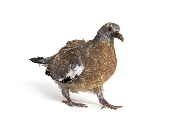 Young Domestic Pigeon Falling Out Nest White Background — Stock Photo, Image