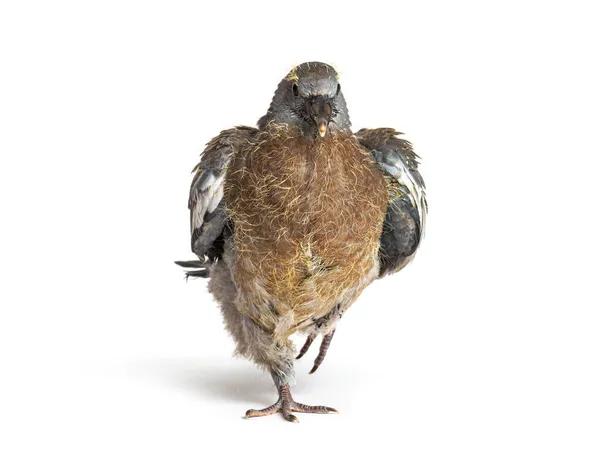 白い背景を背景に巣から落ちる若い国内鳩 — ストック写真