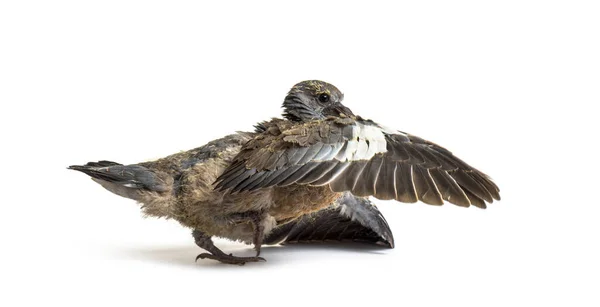 Jovem Pombo Doméstico Caindo Ninho Decolando Pela Primeira Vez Aprendendo — Fotografia de Stock