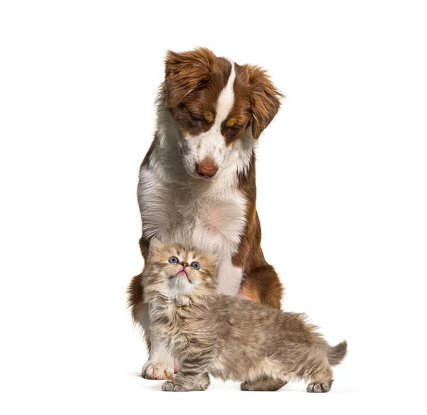 Katze Und Hund Zusammen Vor Weißem Hintergrund — Stockfoto