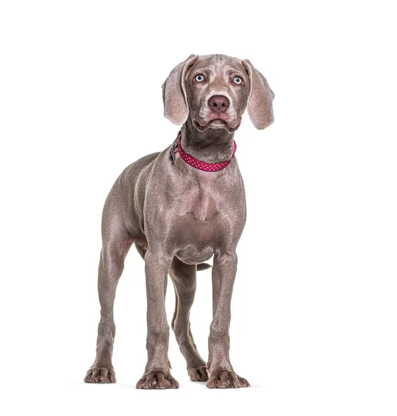 Blue Eyed Standing Pointing Dog Wearing Red Collar Looking Away — Stock Photo, Image