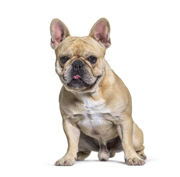 Man Frans Bulldog Zittend Voorzijde Witte Achtergrond — Stockfoto