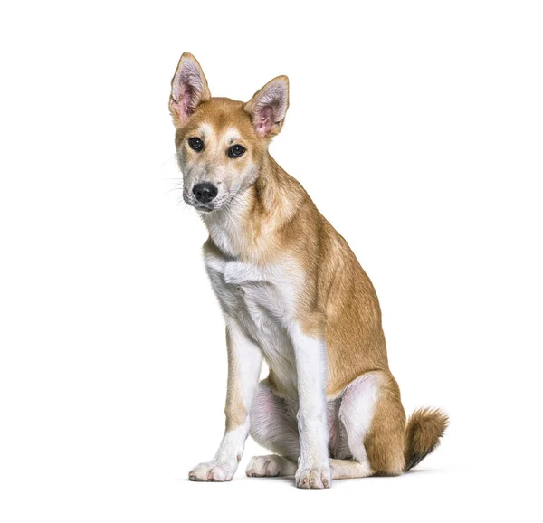 Mischlingshund Sitzt Und Blickt Vor Weißem Hintergrund Die Kamera — Stockfoto