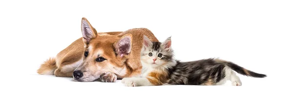 Crossbreed Hond Kat Samen Liggend Geïsoleerd Wit — Stockfoto