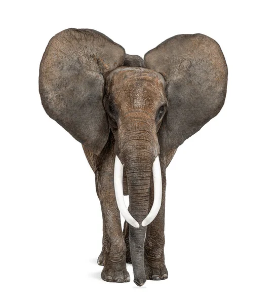 Afrikanischer Elefant Steht Vorne Ohren Hoch Isoliert Auf Weiß Bild — Stockfoto