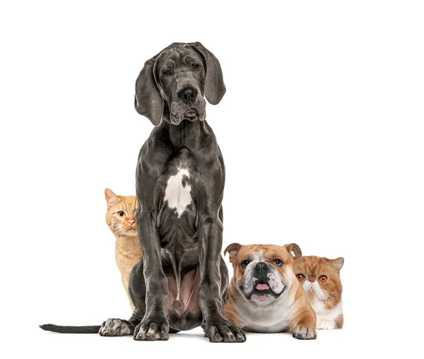 Dogge Sitzend Bulldogge Liegend Und Europäische Katze Versteckt Sich Hinter — Stockfoto